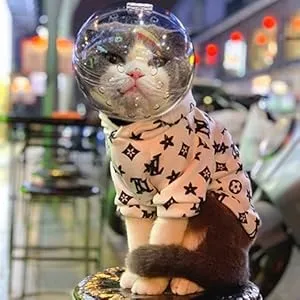 cat hood